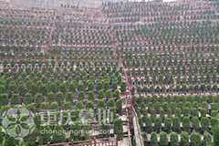 重庆市江北区公墓有哪些