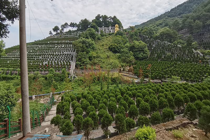 墓区绿化 墓区绿化