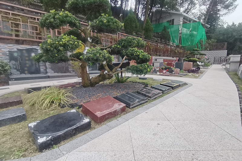 树葬实拍 树葬实拍