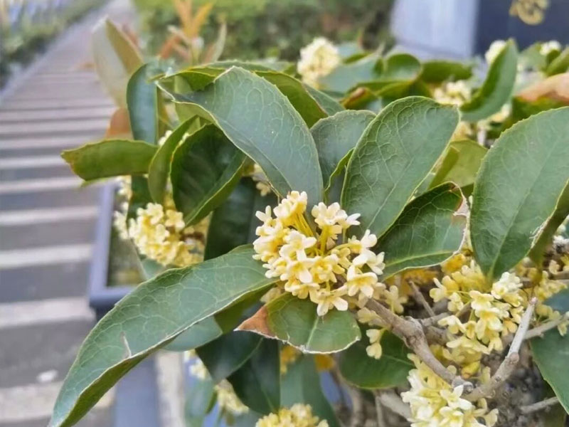 重庆龙台山陵园的桂花已开放 重庆龙台山陵园的桂花已开放
